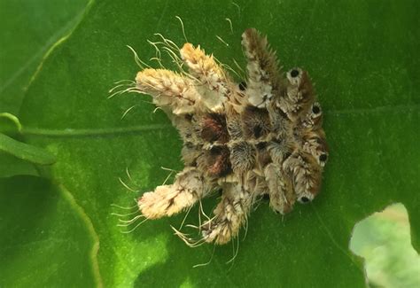 Spider Caterpillar from Brazil - What's That Bug?