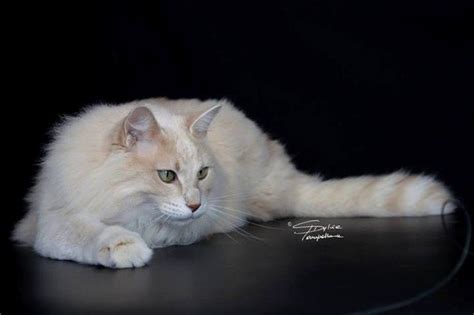 Aphrodite Giant | PetGuide