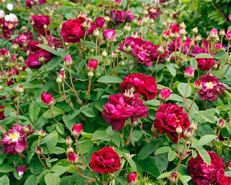 Heirloom roses: top tips for these classic blooms | Gardeningetc