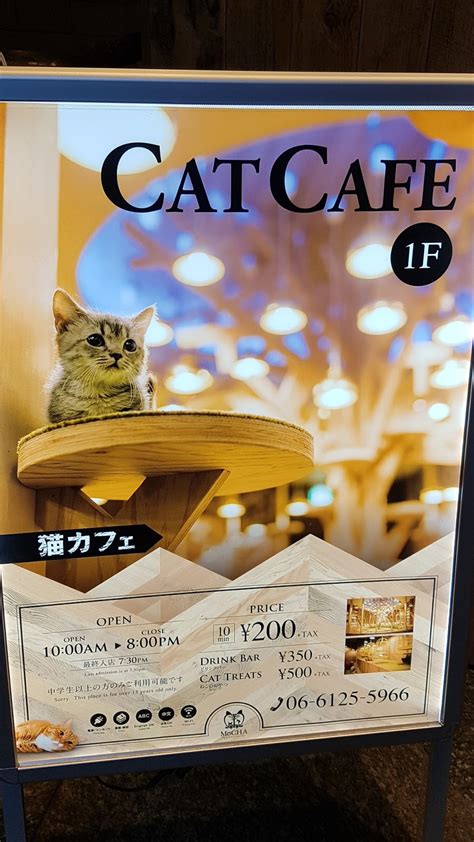 Japan Travel Blog: Osaka - Cat Cafe MoCHA @ Shinsaibashi