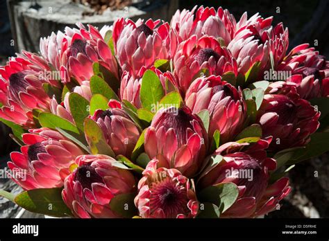 South African national flower the Protea Stock Photo - Alamy