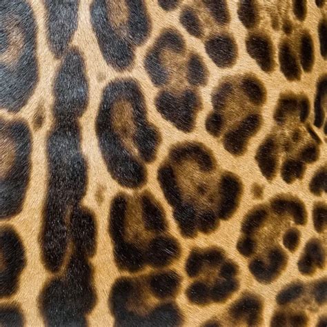 Leopard skin — Stock Photo © pockygallery #12649732