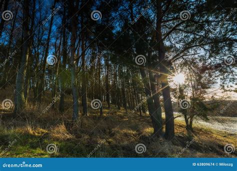 Early Winter Forest Landscape Stock Photo - Image of autumn, outdoor: 63809674