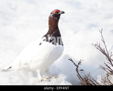 Male Willow Ptarmigan in winter plumage in flight over snow covered ...