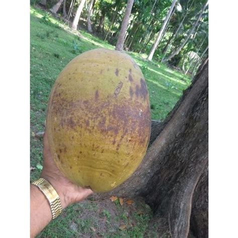 Andaman &nicobar Coconut at Rs 31000/kg | Tender Coconut in Kalady | ID: 20355294112