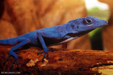 Blue anole (Courtesy of Aviatur) [colombia_4370]