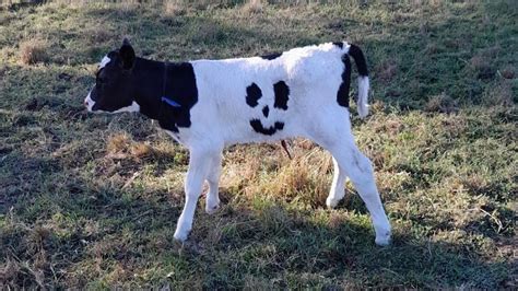 Holstein calf with smiling face markings lands role as farm lawnmower ...