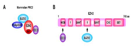 Core subunits of PRC2 and domain structure of EZH2. (A) Core subunits ...