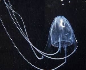 Life of Irukandji Jellyfish | Life of Sea