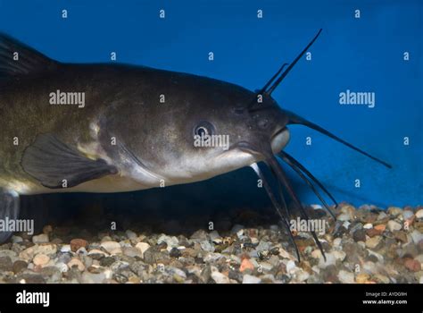 Black Catfish High Resolution Stock Photography and Images - Alamy