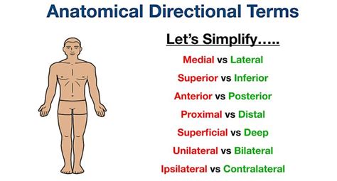 Anatomical Position and Directional Terms: Definitions, Example Labeled Diagrams, … | Basic ...