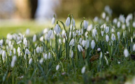 Eythrope’s Spectacular Snowdrops – Waddesdon Manor