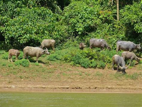 Wildlife in Malaysia - 10 Rarest Species and Where to Find Them