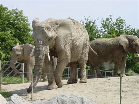 Come up and close with nature's beautiful animals at the Toronto Zoo | BOOMSbeat