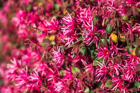 Pink beautiful flowers on ornamental shrubs in spring. Pink ...