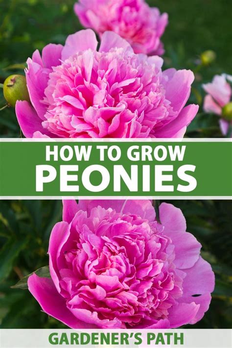 Peonies: How to Grow & Care for this Classic Perennial | Gardener’s Path