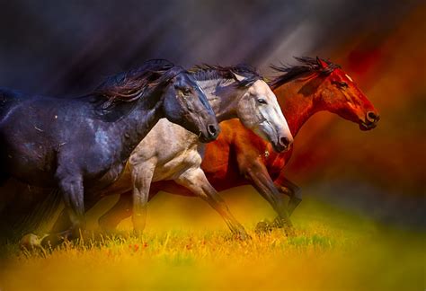 Fine Art Photographs of Wild Horses - Photography of Wild Horses ...