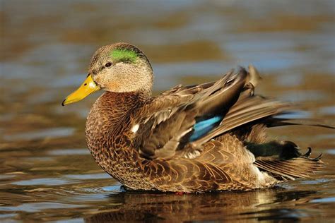 Mallard x black duck hybrid fluffing the feathers | Beautiful birds, Duck, Future farms