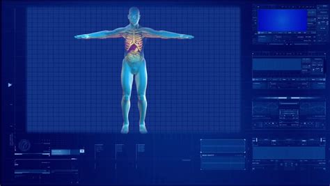 Seamless looping video animation of X-Ray of Human skeleton and muscles on high tech background ...