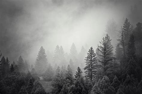 Forest Photograph in Black and White, Mountain Pines, Physical Print - Etsy | Black and white ...