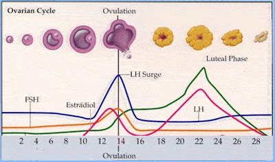 Optimizing Fertility Part I: Basal Body Temperature Charting - Raven and Wren Wellness