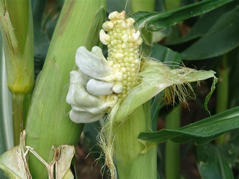 Several Corn Diseases Developing Across Nebraska | CropWatch ...