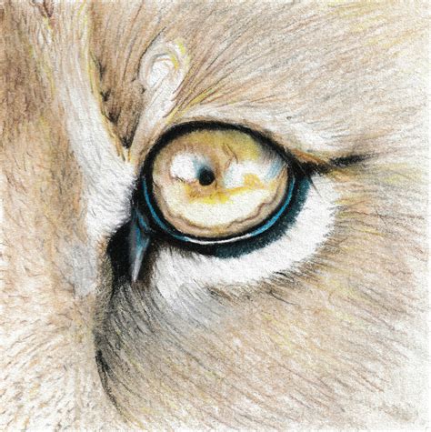 Lion Eye - Big 5 Drawing by Cindy Earle