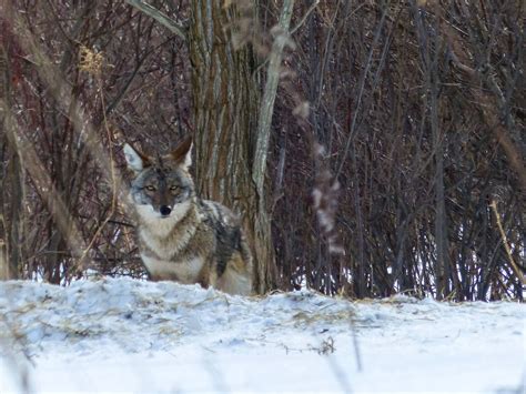 Gale's Photo and Birding Blog: Eastern Coyote