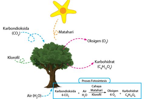 Penjelasan Tentang Fotosintesis Biologi Indonesia - Riset