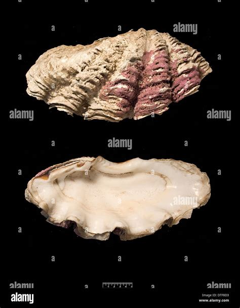 Tridacna gigas, giant clam Stock Photo - Alamy