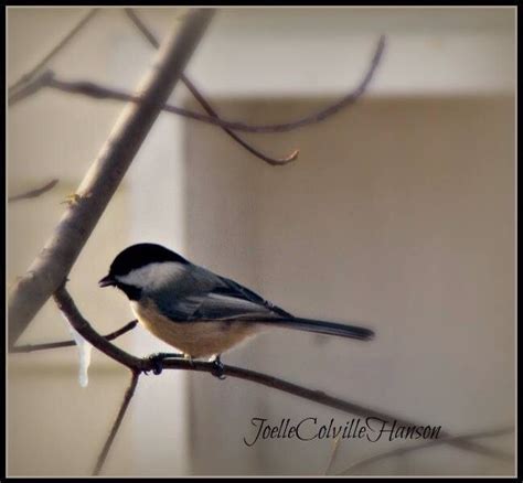 Chickadee | American songs, Chickadee, Song bird