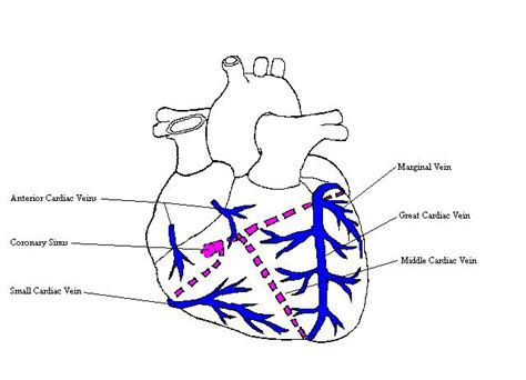 CardiacVeinsComplete