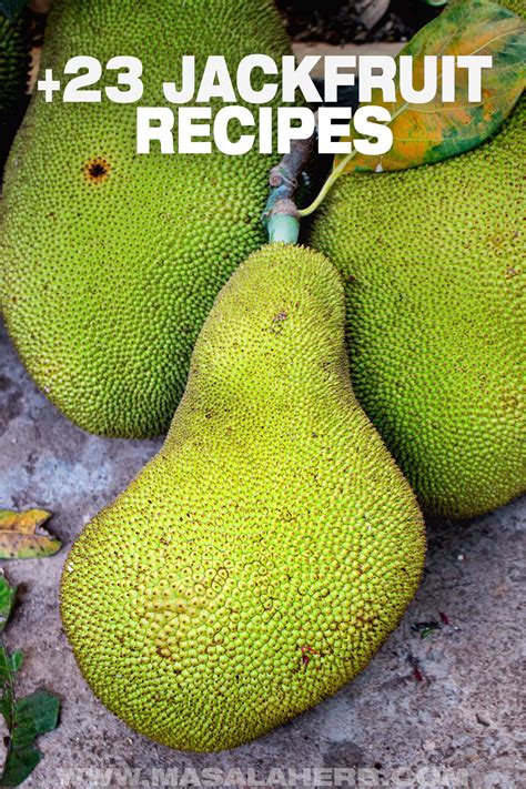 +23 Jackfruit Recipes (Ripe and Unripe)