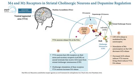 Targeting Muscarinic Acetylcholine Receptors In Schizophrenia