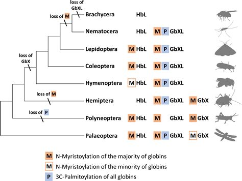 Frontiers | The Globin Gene Family in Arthropods: Evolution and Functional Diversity