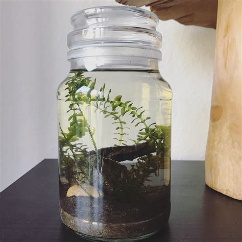 Aquatic ecosphere i made with substrate, plants and water from one of ...