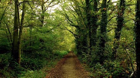 Trail, forest, dense, summer, ivy, leaves | picture, photo, desktop ...