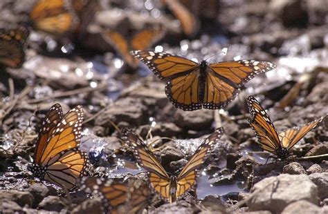 Michigan's Mysterious Monarch Butterfly Migration