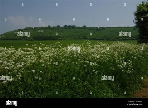 Fovant badges hi-res stock photography and images - Alamy