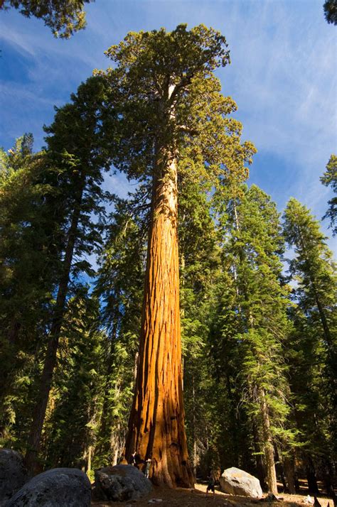 giant sequoia national park - High Sierra Visitors Council