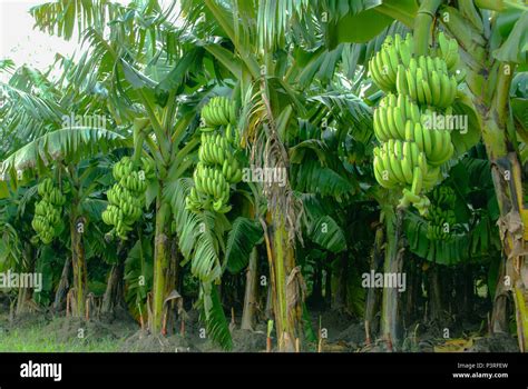 How Many Banana Trees In The Plantation - Banana Poster