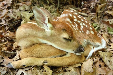 White Tailed Deer Fawn Sleeping