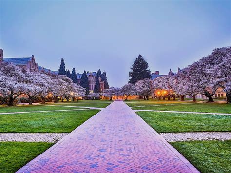 Cherry Blossoms University of Washington Seattle University Of Washington, Puget Sound, Cherry ...