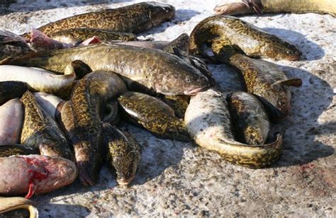 eelpout | Eelpout! | Eric Hanson | Flickr