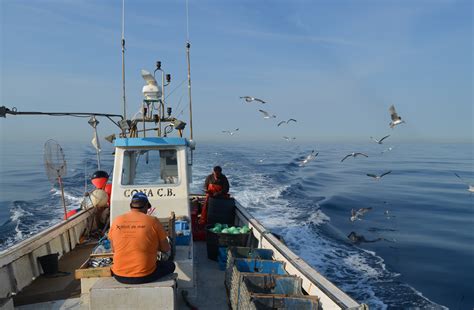 Universitat de Barcelona - Non-hooked birds: how to avoid seabird bycatch in the Mediterranean?