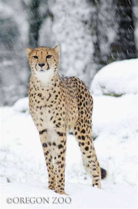 Cheetah in the Snow | Snow animals, Beautiful cats, Animals beautiful