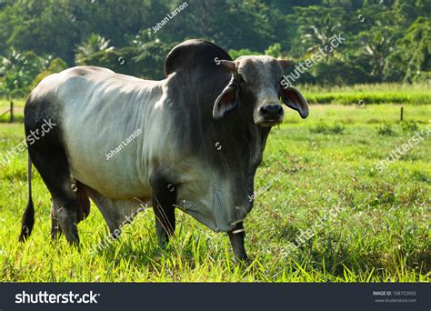 Brahman Cattle In A Green Paddock In Queensland Australia Stock Photo ...