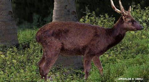 Rusa marianna Il cervo delle Filippine | Artiodactyla, Mammals, Mouse deer