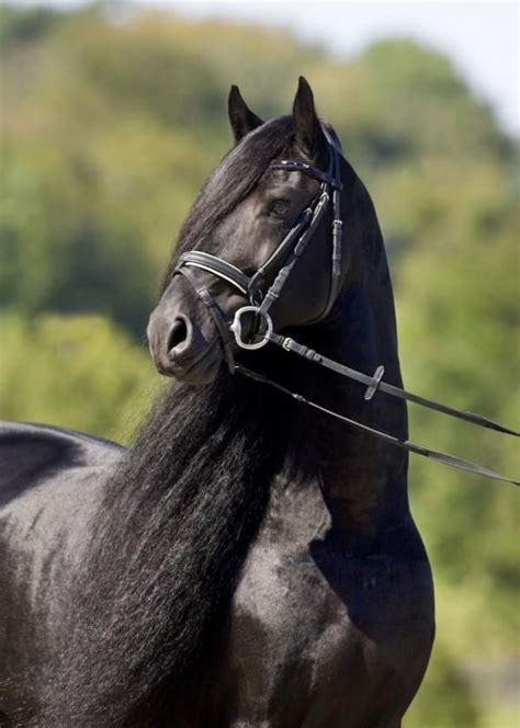 Pin by Lucka Ron on Friesians | Friesian stallion, Black horses, Friesian