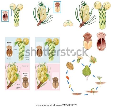 Life Cycle Of A Cedar Tree: Over 4 Royalty-Free Licensable Stock ...